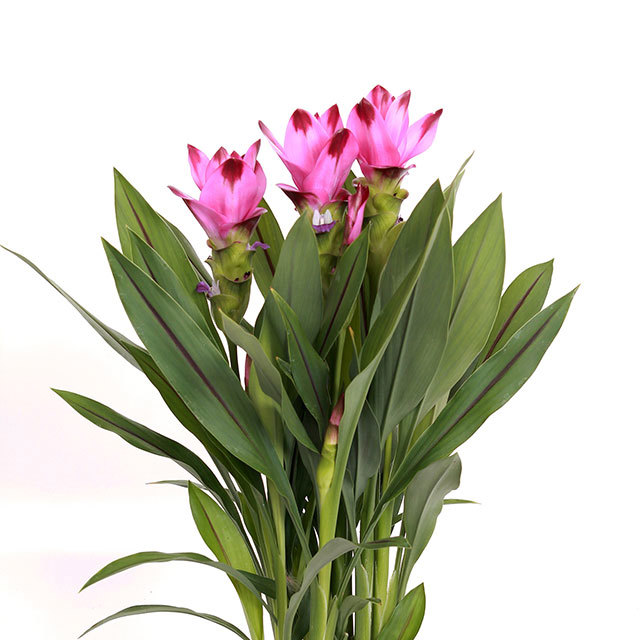 Curcuma Siam Splash