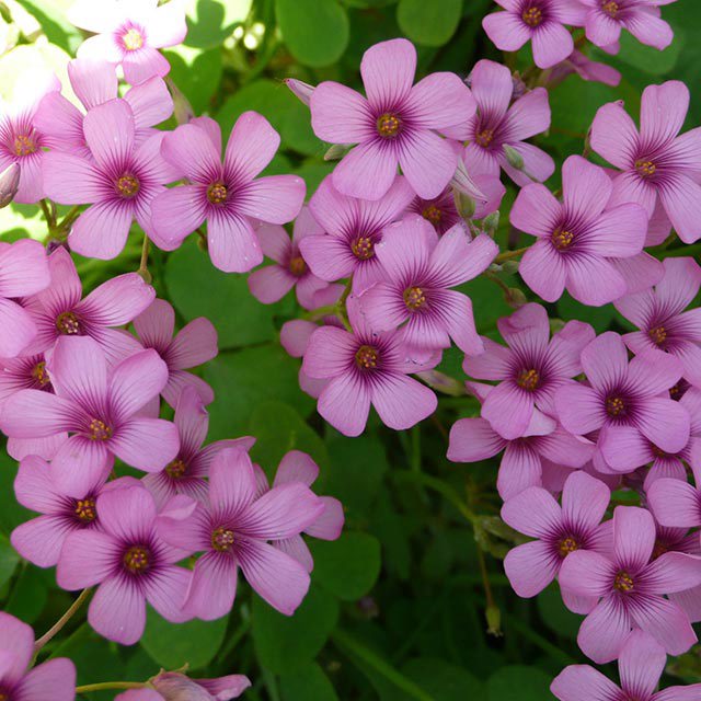 Oxalis crassipes