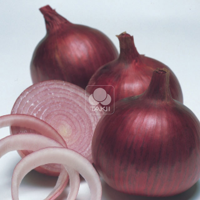 Red Onion Linus F1 Tiny Black Flies