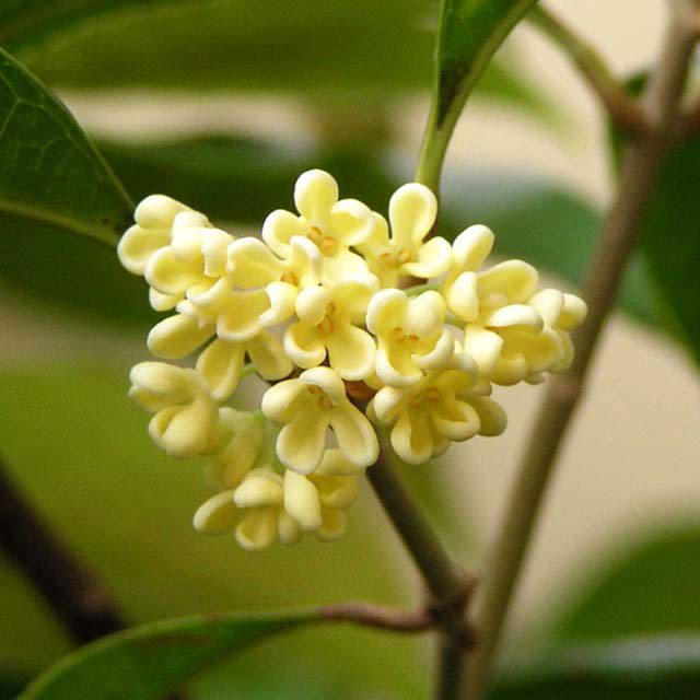 Osmanthus fragrans semperflorens