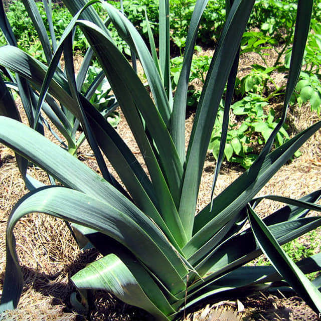 Allium ampeloprasum