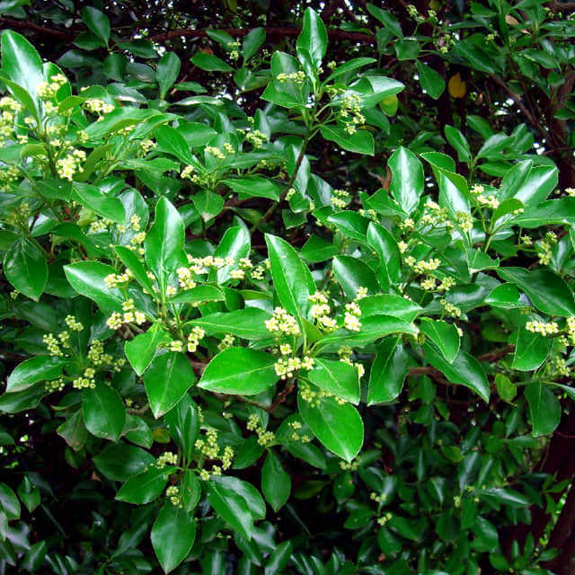 Euonymus japonicus