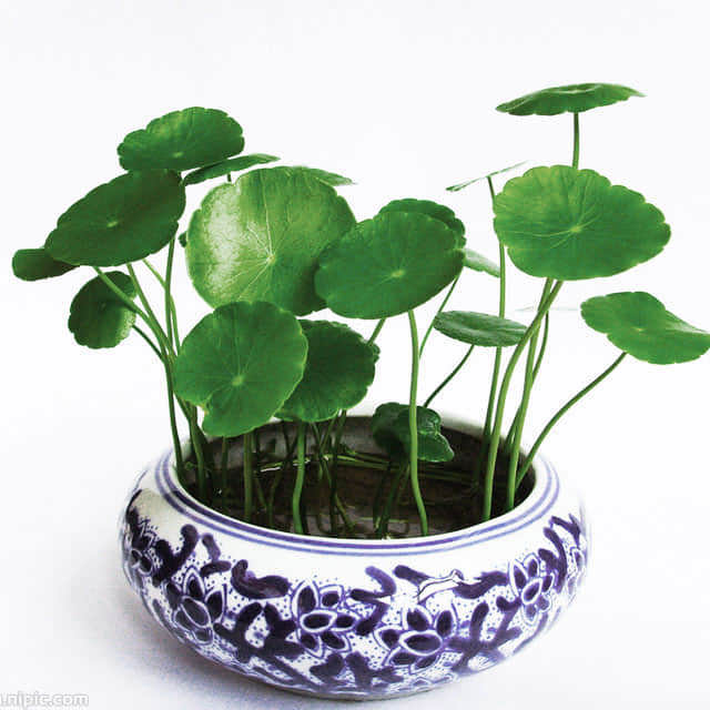 Centella asiatica