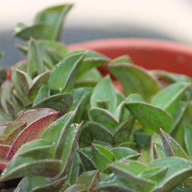 Tradescantia navicularis