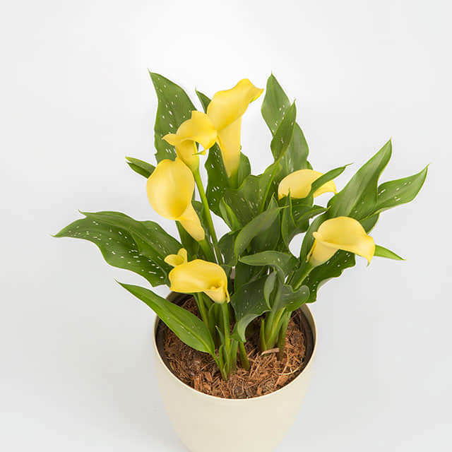 Yellow Zantedeschia Aethiopica