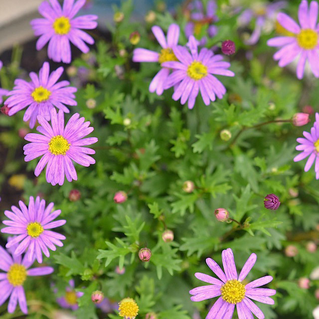 Brachyscome Brasco Violet