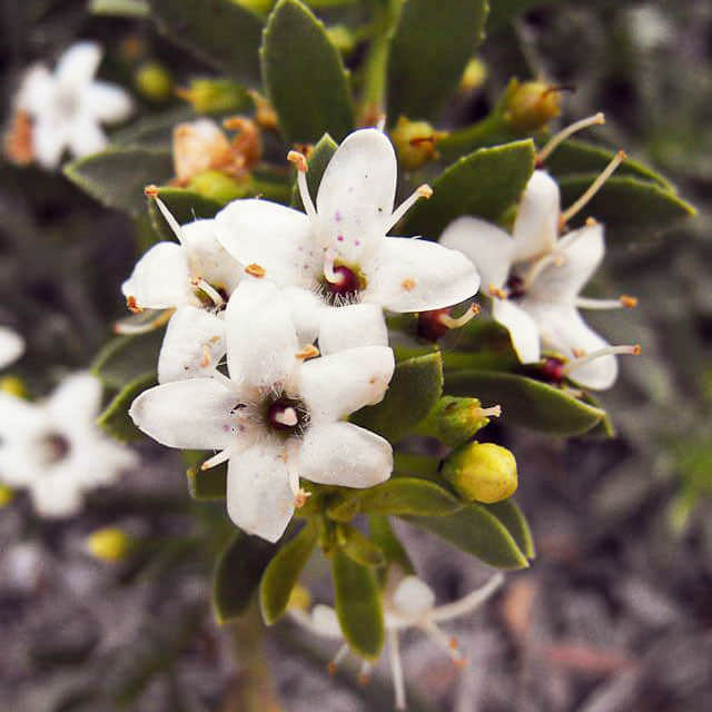 Myoporum parvifolium