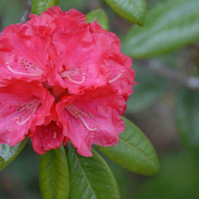 Rhododendron arboreum Sudden Leaf Drop