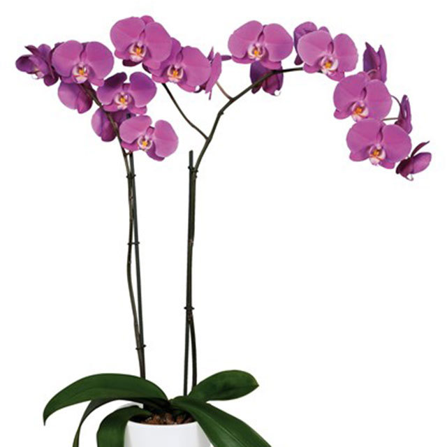 Phalaenopsis Buffalo Sticky Leaves