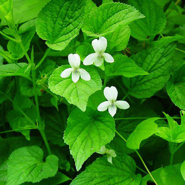 Corydalis lutea