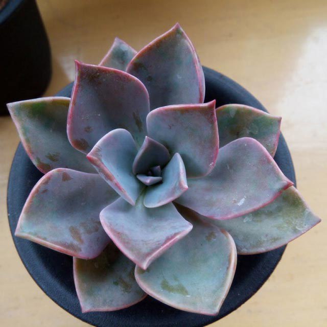 Graptoveria Douglas Huth Macchie bianche cotonose