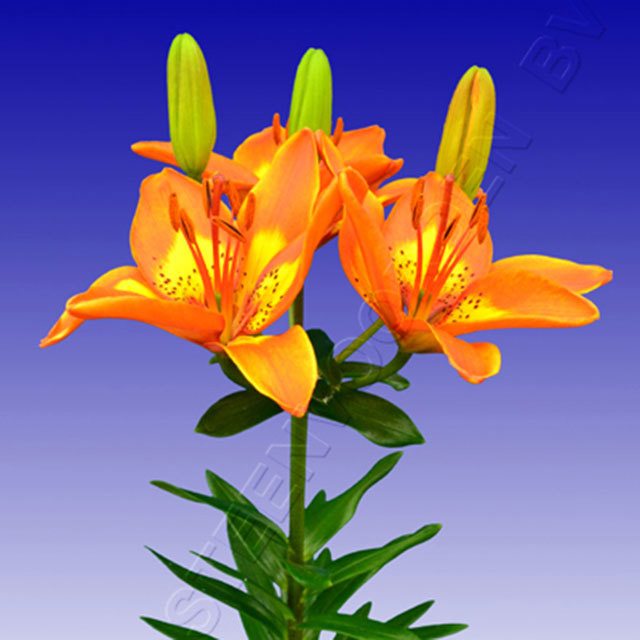Lily Bright Joy Sudden Leaf Drop