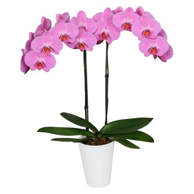 Phalaenopsis Memphis