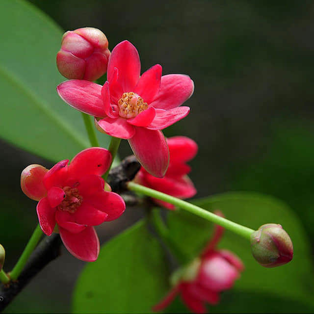 Illicium anisatum