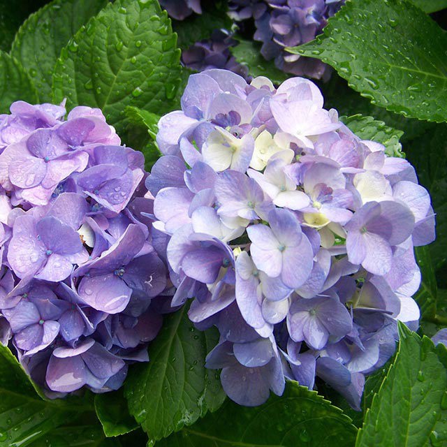 Hydrangea serrata