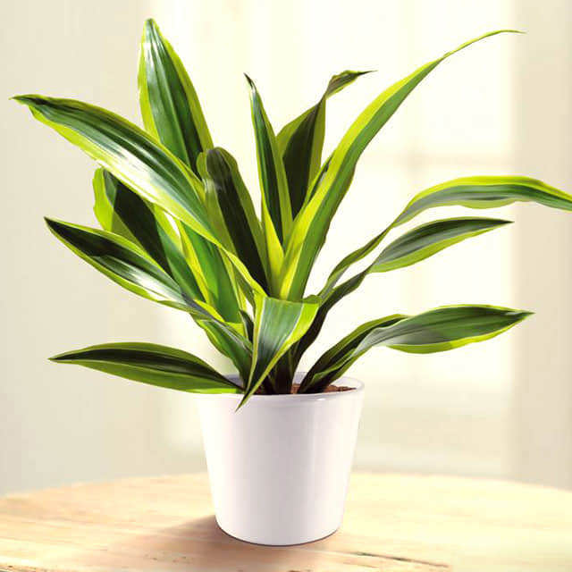 Dracaena fragrans Drooping Leaves