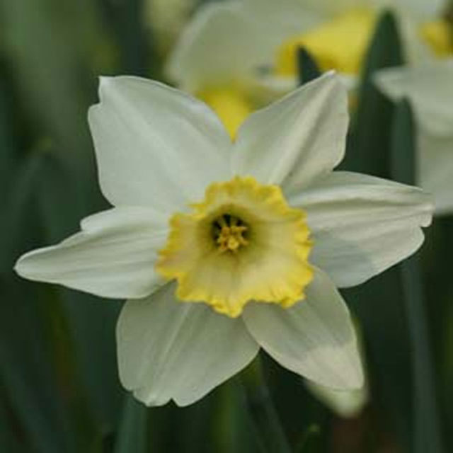Narcissus Every Day