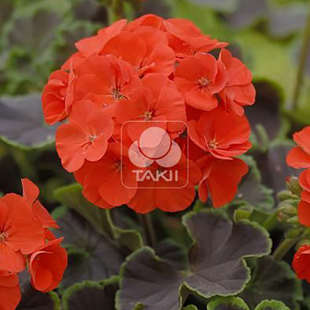 Pelargonium Black Velvet Scarlet Leggy Stems