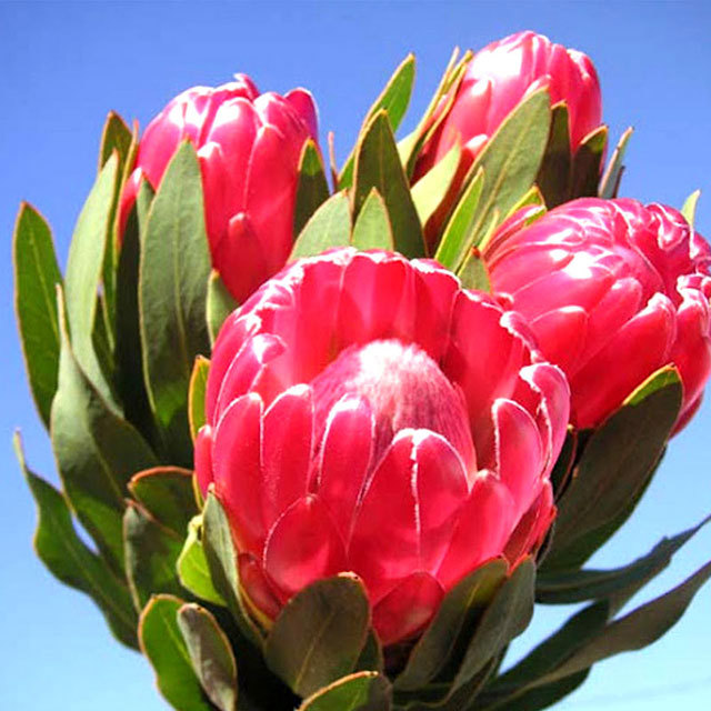 Protea Brenda