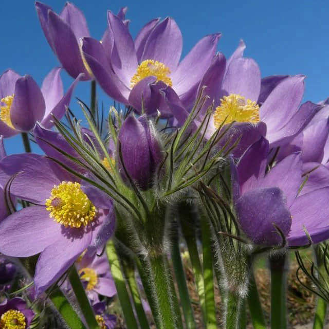 Pulsatilla