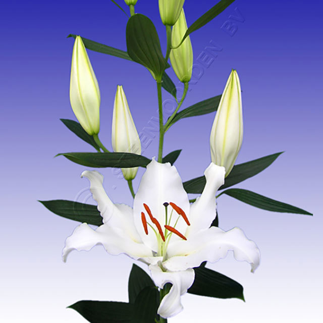 Lilium Oriental White Hero Fine Webbing