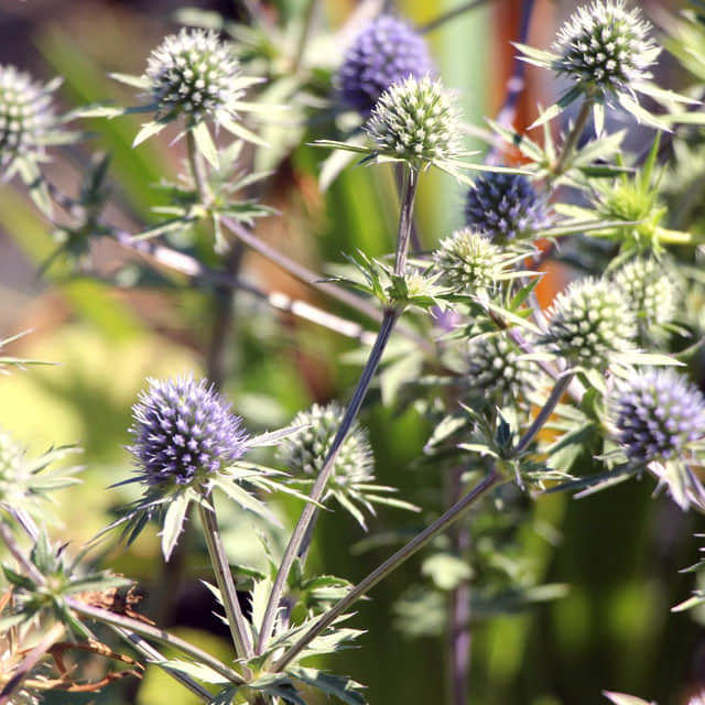 Eryngium x tripartitum Blue Glitter