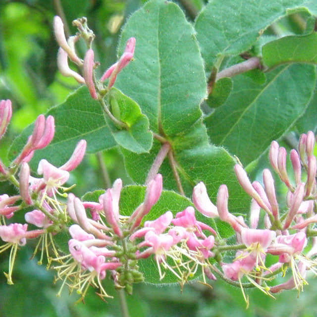 Lonicera hispidula
