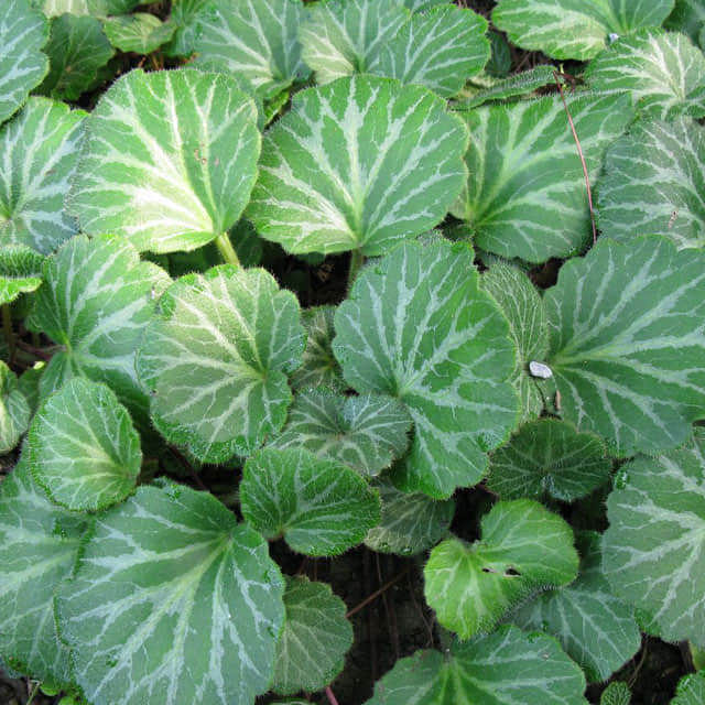 Saxifraga stolonifera