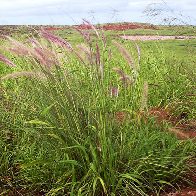 Pennisetum setaceum