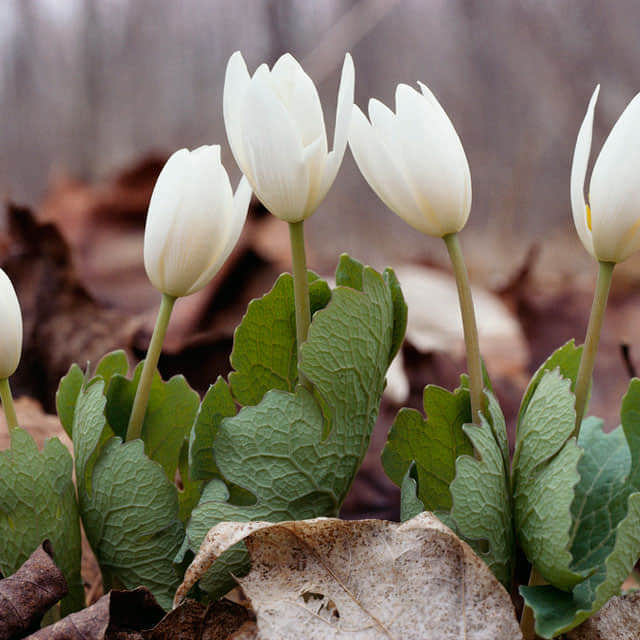 Sanguinaria canadensis