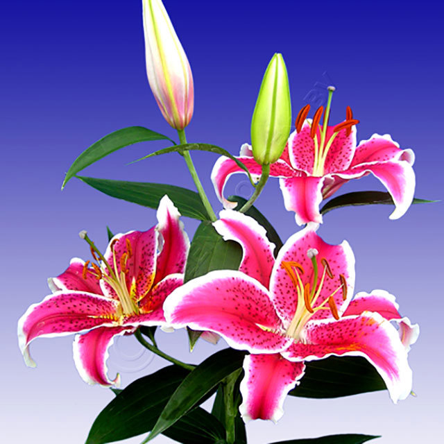 Lilium oriental Starfighter Fine Webbing