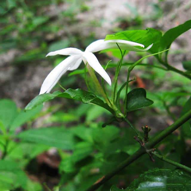 Jasminum laurifolium
