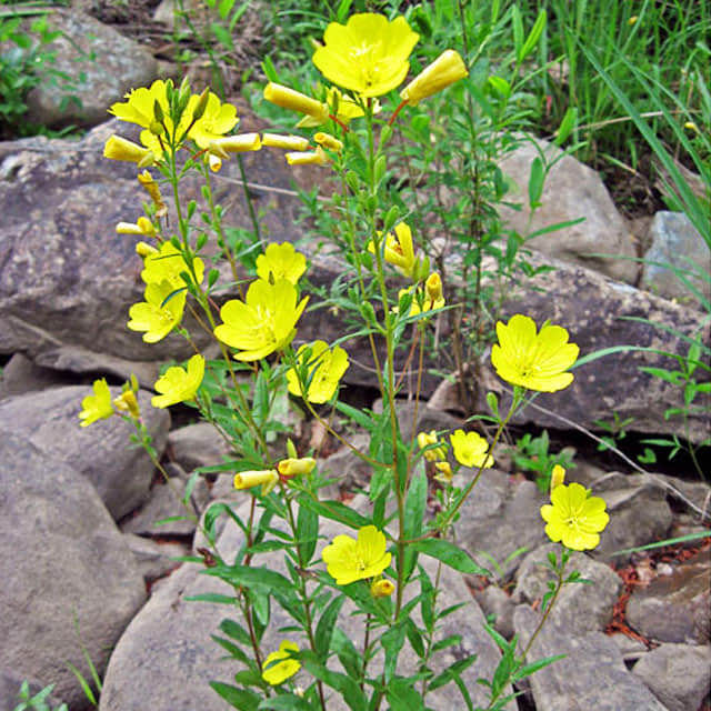 Oenothera fruticosa