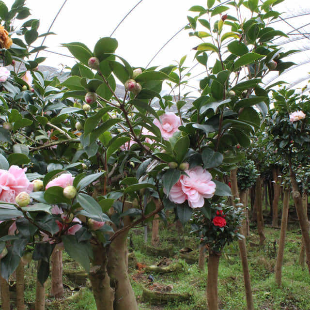 Camellia cuspidata