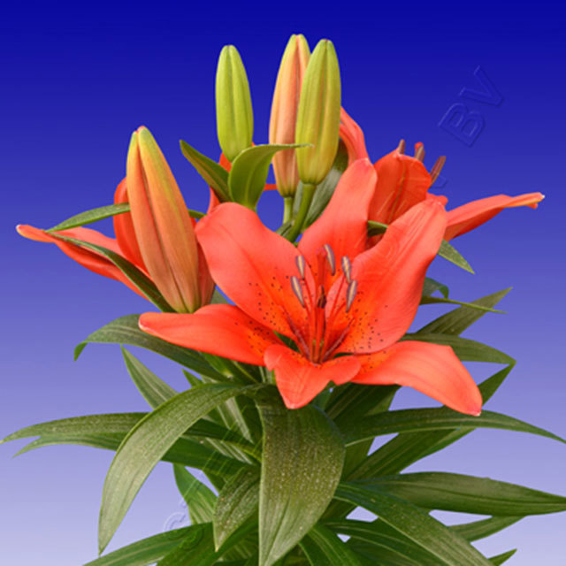 Alstroemeria Londrina