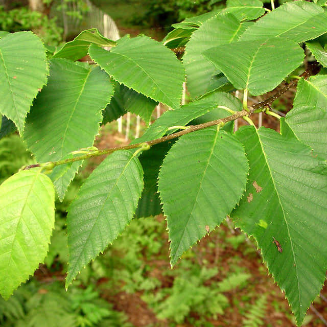 Betula alleghaniensis