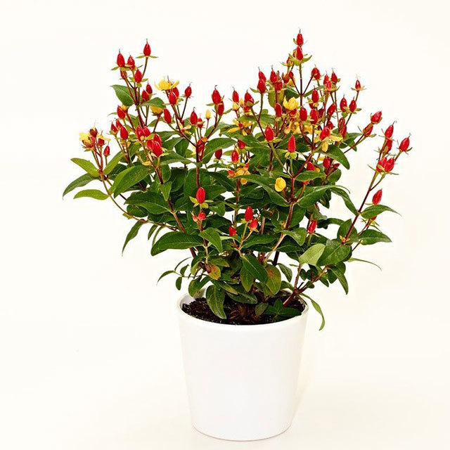 Hypericum Jolly Pearl