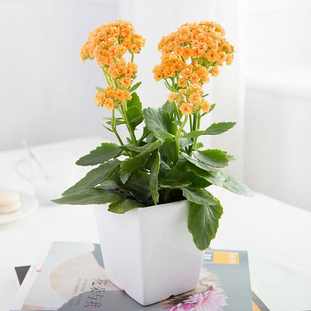 Kalanchoe blossfeldiana Tiny Black Flies