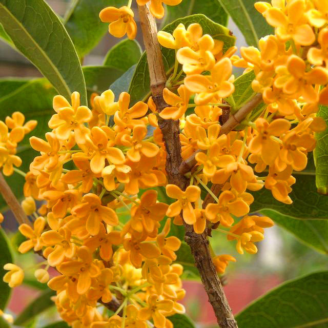 Osmanthus fragrans thunbergii