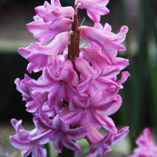 Hyacinthus orientalis Fondant Tiny Black Flies