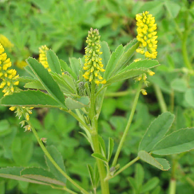 Sorghastrum nutans