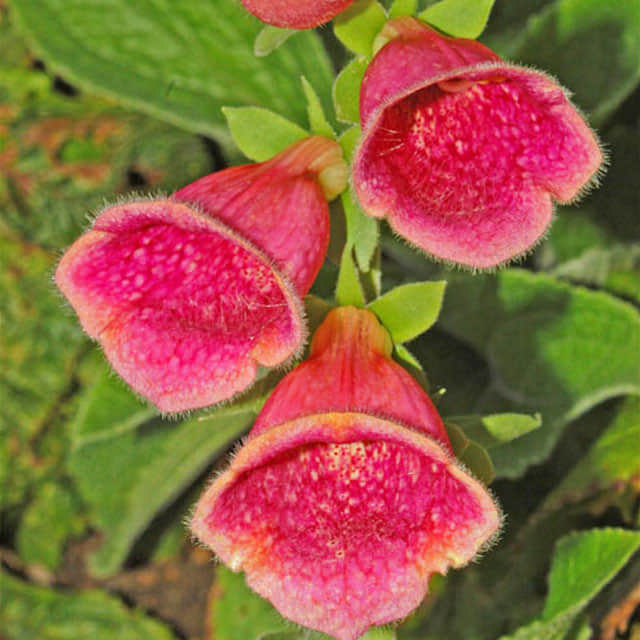 Digitalis x fulva Leggy Stems