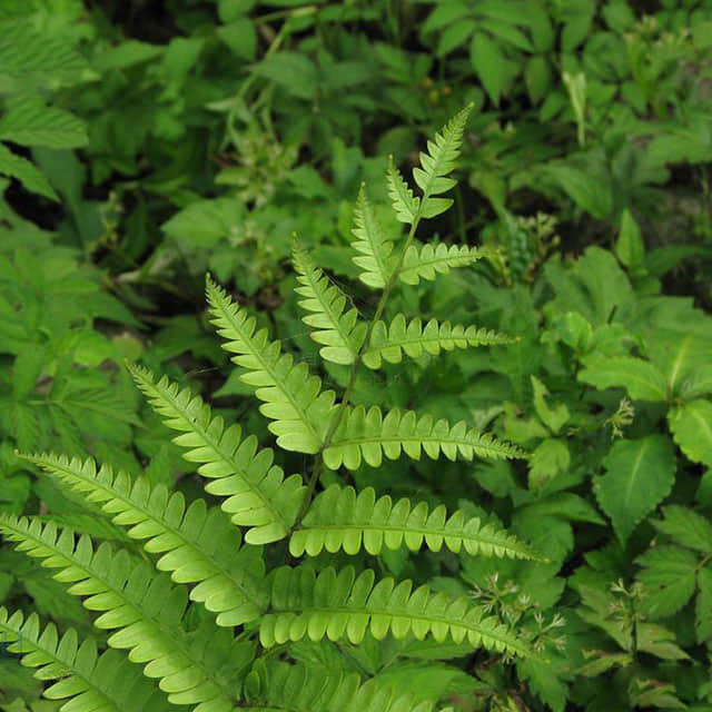 Pteris cretica nervosa