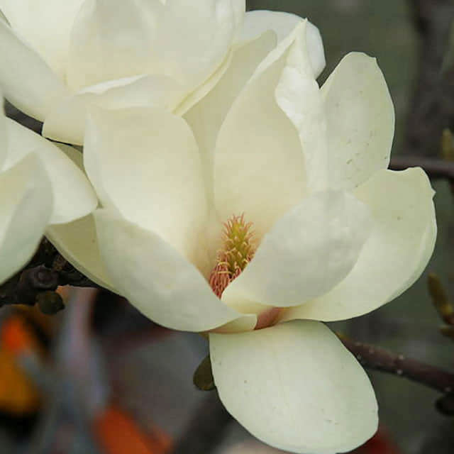 Michelia doltsopa