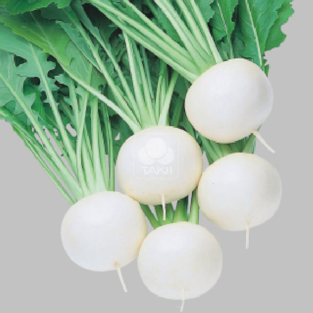 Turnip Fukukomachi F1 White Cottony Spots