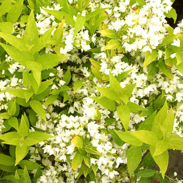 Deutzia gracilis Chardonnay Pearls
