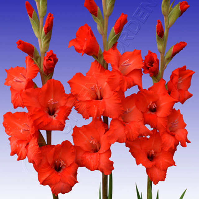 Gladiolus Deepest Red