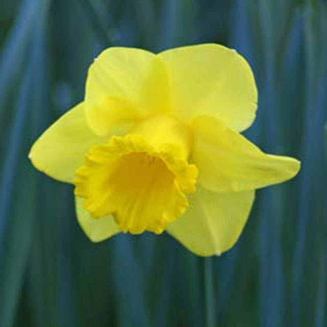 Narcissus Arkle