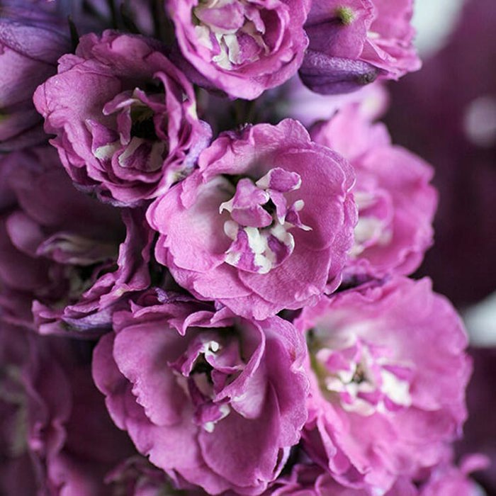 Delphinium Pink Power Polvere bianca