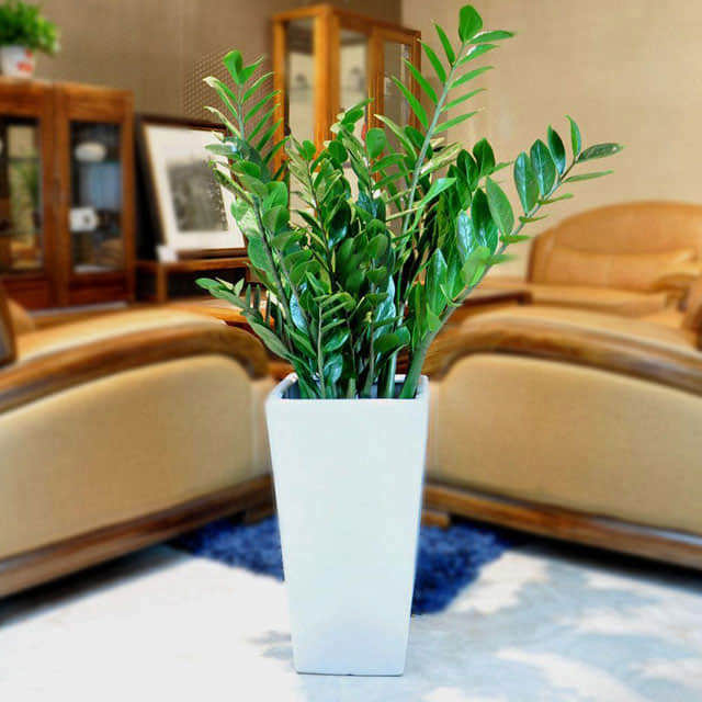 Zamioculcas zamiifolia